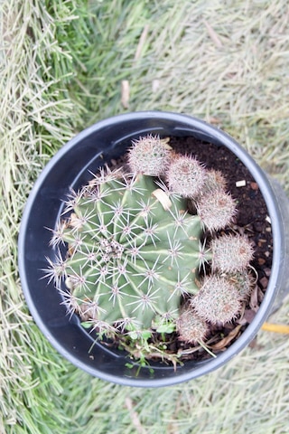 Örümcek Kaktüsü Gymnocalycium Baldianum Büyük Boy Kaktüs