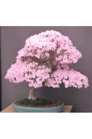 Bodur Ceherry Blossom Bonzai Ağacı Tohumu Ekim Seti 5 Tohum +Saks