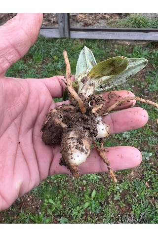 Dogal Salep Fidanı 25 Adet