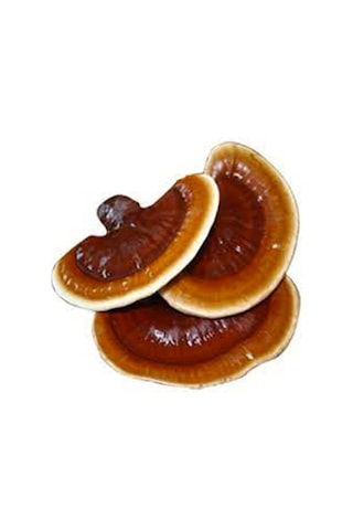 Reishi Ganoderma Lingzhi Mantar Tohumu +5000 Adet