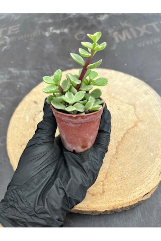 Portulaca Afra Variegata Alacalı Fil Azığı Sukulent Bitkisi - Saksı Hediyeli
