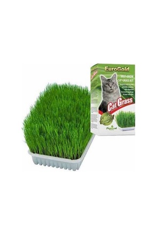 Cat Grass Kedi Çimi Cat Grass Kedi Çimi