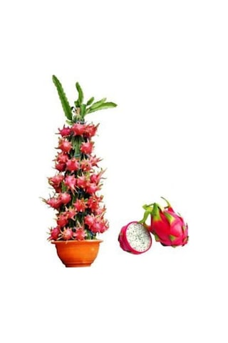 Tropikal Saksılık Pitaya Tohumu 5 Tohum Ejder Meyvesi Tohumu Pithaya