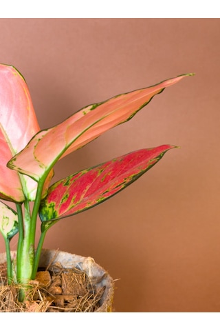 Aglonema Aglaonema Commutatum 27 Cm Kırmızı Yapraklı Form