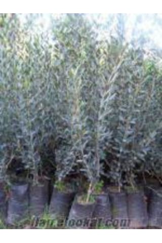 Videolu Gemlik Zeytin Fidanı 90 110 Cm Tüplü 4 Adet Zeytin Fidesi Olive Seedling