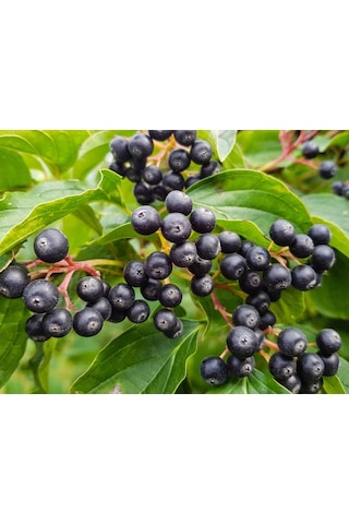 Bahçevilya 2 Yaşında Tüplü Aronya Aronia Melanocarpa Fidanı