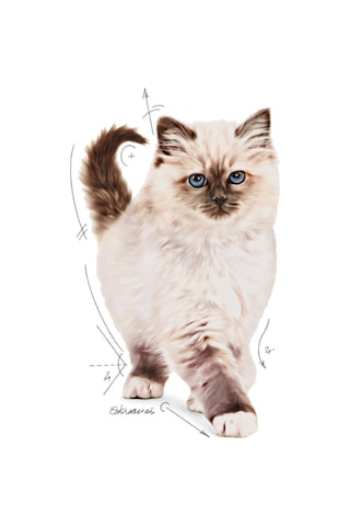 Royal Canin Kitten Kedi Maması 4 KG