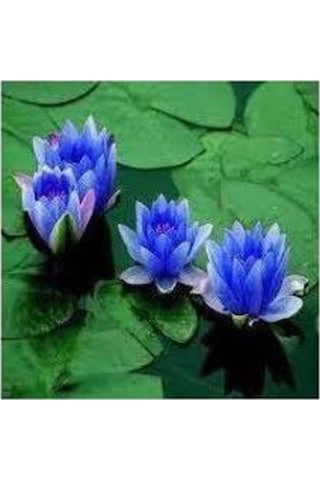 1 Adet Tohum Nadir Bulunan Mavi Lotus Çiçeği Tohumu Lotus Su Çiçeği Tohumu Nilüfer Çiçeği Tohumu