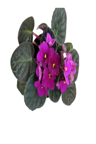 2 Adet İthal Menekşe Bordo Renk