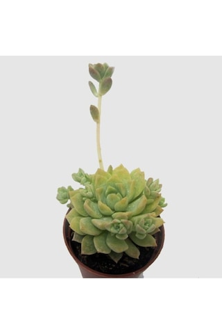 Echeveria Profilicea Sukulent Bitki