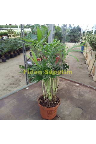 Dağ Palmiyesi Bitkisi chamaedorea Elegans 30-40 Cm