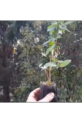 Mis Kokulu Hanımeli Çiçeği Mini Fidan