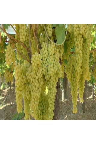 Tüplü Yemesi Güzel Çekirdeksiz K7 Üzüm Fidanı