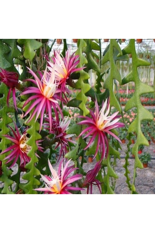 Epiphyllum Selenicereus Anthonyanus Atlas Çiçeği Fidanı 9 Luk Saksıda