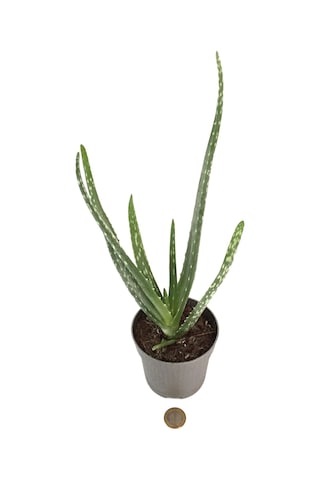Aloe Vera - Kaktüs