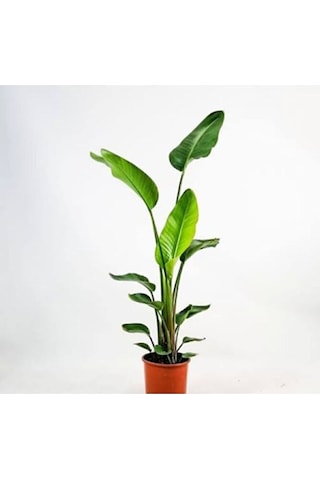 Thebestonline Strelitzia Starliçe 80-110 Cm Boyunda Tek Gövdeli S