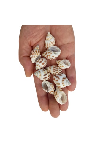 Pozitif Doğal Taş Junonia Shell Deniz Kabuğu 10'lu