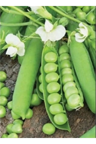 Utrillo Kürül İri Tane Bezelye Araka 1 Kg