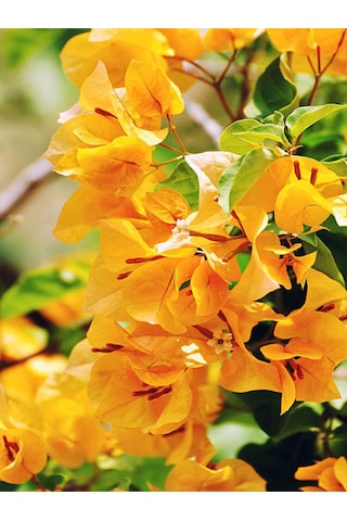 Sarı Begonvil 40 60 Cm 1 Adet Saksılı Çiçekli Iç/ Dış Mekan Bitkisi Bougainvillea Diğer