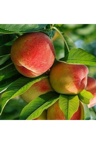 3 Yaş Aşılı Şeftali Fidanı Spring Lady, Torbada