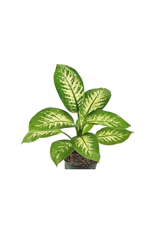 Thebestonline Dieffenbachia - Difenbahya Tropic Snow 40-50 Cm Boy
