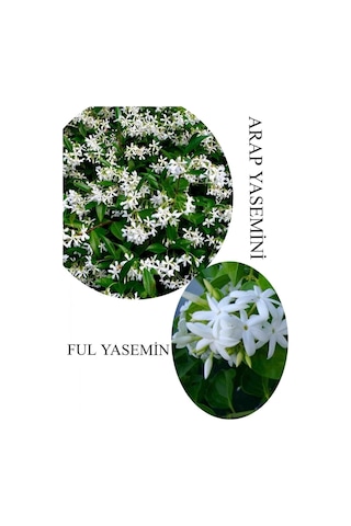 Arap Yasemini Çiçeği 1adet Saksılı 30-50cm+ful Yasemin 30-60cm Kokulu Bahçe Seti