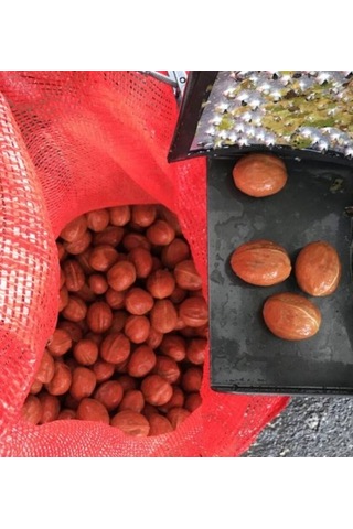 Muratti Yaş Ceviz Kabuk Soyma Makinası 50lt