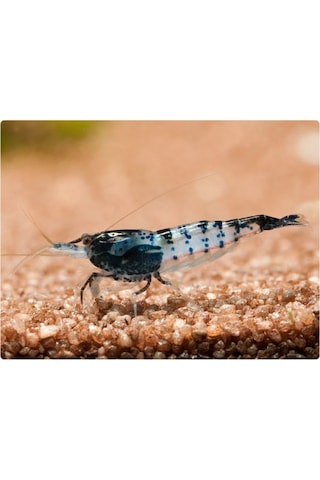 Rili Karides Karbon 4 Ad 1-1.2 Cm