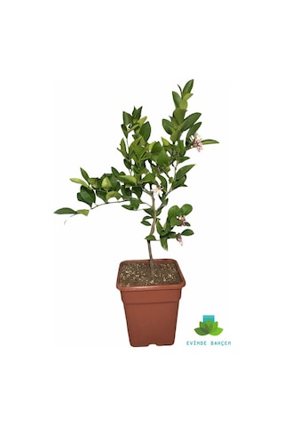 Limon Ağacı Saksıda Bodur Limon Fidanı Aşılı