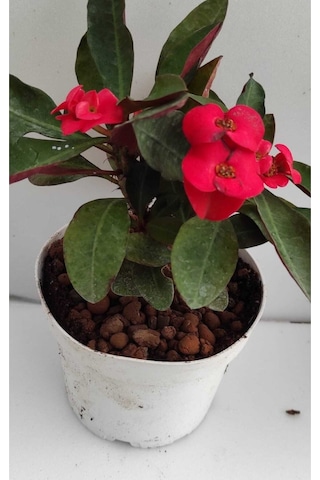 Videolu Kırmızı Milli Dikenler Tacı 1 Adet Saksılı 15-30cm Salon Bitkisi Kaktüs Euphorbia