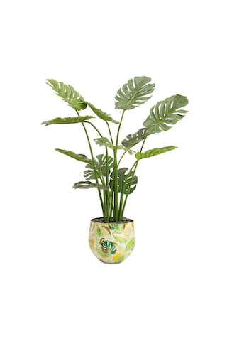 Lush Botanic S Saksı