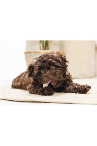 Beeztees Yavru Köpek Diş Oyuncağı, İçi Dolu Halka, Kauçuk, Pembe, 10cm