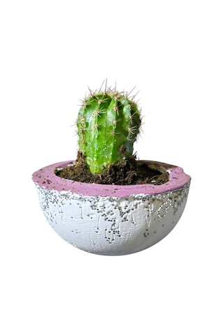 Alçı Saksı Kaktüs Alçı Saksı