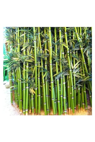 4 Adet Bambu Fidanı 25 Cm Topraklı Gönerim,,