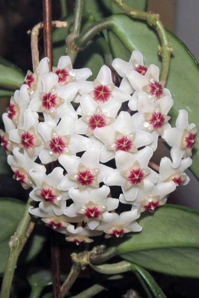 Mum Çiçeği Fidesi Fidanı 10-20 Cm