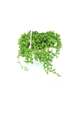 Serada Decor Plant Tespih Çiçeği İnci Tanesi Askılı Büyük Saksı Senecio Rowleyanus Teraryum Sukulent