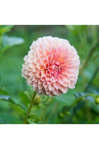 10 Adet A Pembe Renk Dahlia Yıldız Çiçeği Tohumu + 10 Adet Hediye Karışık Renk Gül Tohumu