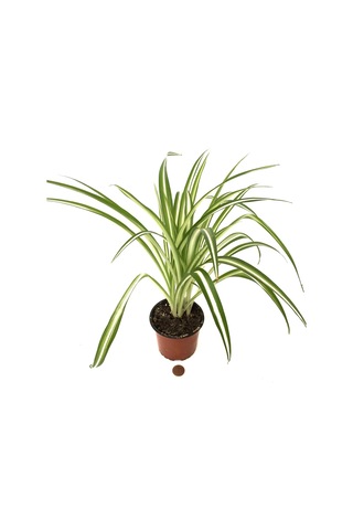 Chlorophytum Comosum (Kurdele Çiçeği) Ø12 CM Y20-25 CM