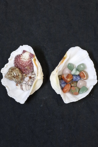 İki Parçalı Deniz Kabuğu Tridacna Gigas 30-p2