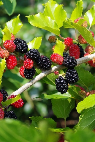 Siyah Bodur Dut Fidanı Mojo Berry 1-2 Yaş Tüplü