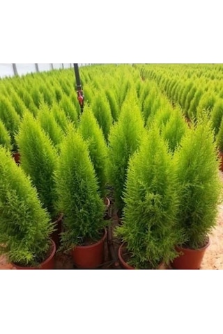 Limon Çamı Limoni Servi Fidanı 2 Yaşında 30-35 Cm