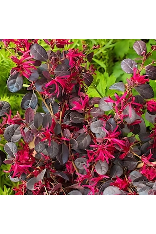 Loropetalum - Pembe Rüya Çiçeği 70-100 Cm Boyunda
