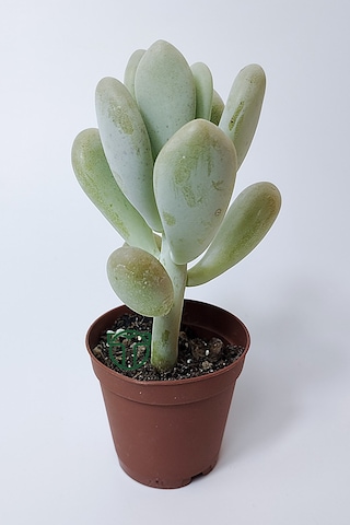 Pachyveria Oviferum Ay Taşı Sukulent Moonstone Özel Tür