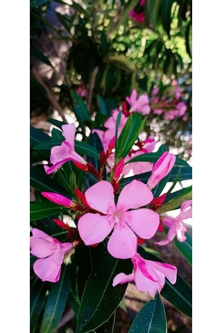 Gösterişli Ve Uzun Ömürlü Zakkum Fidanı Pembe 2 Yaşında