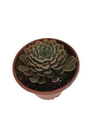 Özel Cins İthal Anaç Sukulent 18 'lik Saksıda