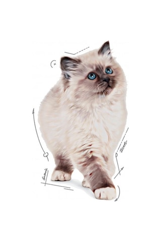 Royal Canin Kitten Jelly 85 Gr X 12 Adet Yavru Kedi Yaş Maması