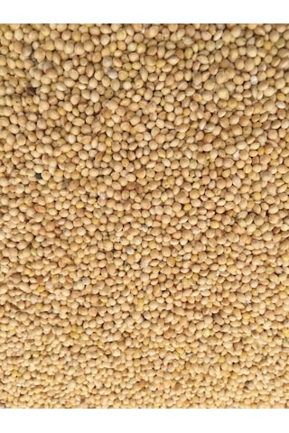 Ak Darı Muhabbet Kuşu Yemi 5 KG