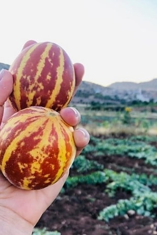 Kırlangıç, Kokulu Süs Kavunu Tohumu / 10 Adet Şamama Tohumu