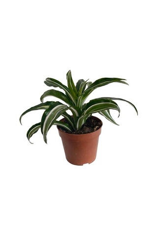 Dracaena Kanzi 12 Lik Saksıda