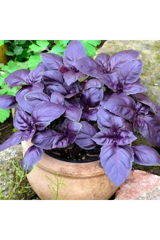 Saksılık Aromartik Dark Purple Geniş Yapraklı Fesleğen Fidesi 5 Adet